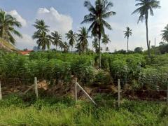 ขายที่ดินสวย วิวภูเขา ใกล้เขาชีจรรย์ จอมเทียน-พัทยา โซนท่องเที่ยว TP-L1886