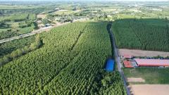 ขายที่ดิน ฉะเชิงเทรา 6-1-72 ไร่ พนมสารคาม ฉะเชิงเทรา ใกล้ถนน 331-202511212153051763736785419.jpeg