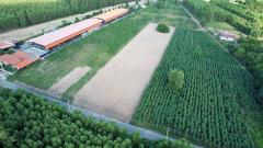 ขายที่ดิน ฉะเชิงเทรา 6-1-72 ไร่ พนมสารคาม ฉะเชิงเทรา ใกล้ถนน 331-202511212153061763736786485.jpeg