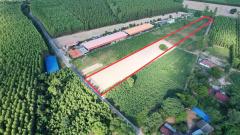 ขายที่ดิน ฉะเชิงเทรา 6-1-72 ไร่ พนมสารคาม ฉะเชิงเทรา ใกล้ถนน 331-202511212153081763736788586.jpeg