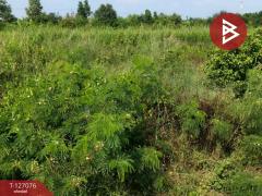 ขายที่ดิน เนื้อที่ 134 ตารางวา ต.บางเลน จ.นครปฐม-202511220139541763750394776.jpg