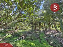 ขายที่ดิน เนื้อที่ 2 ไร่ 1 งาน 74.2 ตารางวา อ.อัมพวา สมุทรสงคราม-202511220334481763757288829.jpg