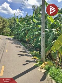 ขายที่ดิน เนื้อที่ 2 ไร่ 1 งาน 74.2 ตารางวา อ.อัมพวา สมุทรสงคราม-202511220334511763757291373.jpg