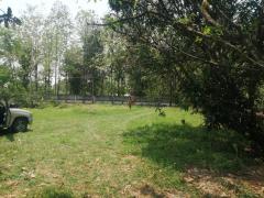 ขายที่ดินถมแล้ว 200 ตารางวา หน้ากว้าง 20 เมตร ถนนคอนกรีต  อ.บ้านนา นครนายก-202511221258531763791133383.jpg