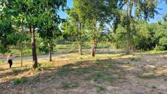 ขายที่ดินติดแม่น้ำวัง จ.ลำปาง-202511221705501763805950161.jpg