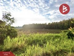 ขายที่ดิน เนื้อที่ 24 ไร่ 66.6 ตร.วา เชียงของ เชียงราย ทำเลดี-202511231039311763869171948.jpg