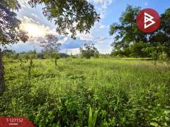 ขายที่ดิน เนื้อที่ 5 ไร่ 3 งาน 13.3 ตร.วา ตากแดด ชุมพร-202511231054391763870079966.jpg