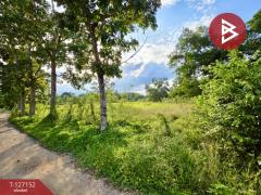 ขายที่ดิน เนื้อที่ 5 ไร่ 3 งาน 13.3 ตร.วา ตากแดด ชุมพร-202511231054421763870082170.jpg