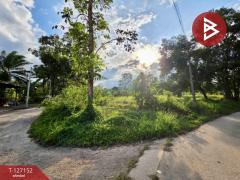 ขายที่ดิน เนื้อที่ 5 ไร่ 3 งาน 13.3 ตร.วา ตากแดด ชุมพร-202511231054431763870083259.jpg