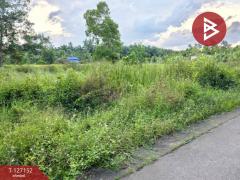 ขายที่ดิน เนื้อที่ 5 ไร่ 3 งาน 13.3 ตร.วา ตากแดด ชุมพร-202511231054441763870084340.jpg