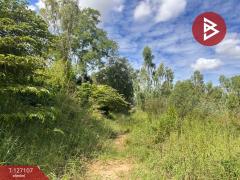 ขายที่ดิน เนื้อที่ 3 ไร่ 2 งาน 97.1 ตร.วา วังทอง พิษณุโลก-202511231128041763872084872.jpg