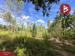 ขายที่ดิน เนื้อที่ 3 ไร่ 2 งาน 97.1 ตร.วา วังทอง พิษณุโลก-202511231128051763872085414.jpg