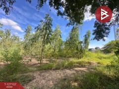 ขายที่ดิน เนื้อที่ 3 ไร่ 2 งาน 97.1 ตร.วา วังทอง พิษณุโลก-202511231128051763872085958.jpg