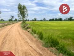 ขายที่ดิน เนื้อที่ 21 ไร่ 3 งาน 13 ตร.วา เฉลิมพระเกียรติ บุรีรัมย์-202511231148051763873285752.jpg