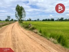 ขายที่ดิน เนื้อที่ 21 ไร่ 3 งาน 13 ตร.วา เฉลิมพระเกียรติ บุรีรัมย์-202511231148061763873286294.jpg