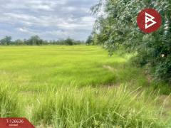 ขายที่ดิน เนื้อที่ 21 ไร่ 3 งาน 13 ตร.วา เฉลิมพระเกียรติ บุรีรัมย์-202511231148061763873286840.jpg