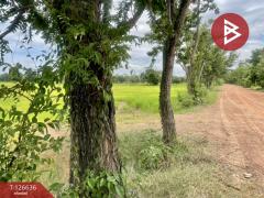 ขายที่ดิน เนื้อที่ 21 ไร่ 3 งาน 13 ตร.วา เฉลิมพระเกียรติ บุรีรัมย์-202511231148071763873287393.jpg