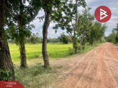 ขายที่ดิน เนื้อที่ 21 ไร่ 3 งาน 13 ตร.วา เฉลิมพระเกียรติ บุรีรัมย์-202511231148071763873287940.jpg