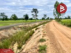 ขายที่ดิน เนื้อที่ 21 ไร่ 3 งาน 13 ตร.วา เฉลิมพระเกียรติ บุรีรัมย์-202511231148081763873288551.jpg