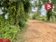 ขายที่ดิน เนื้อที่ 21 ไร่ 3 งาน 13 ตร.วา เฉลิมพระเกียรติ บุรีรัมย์-202511231148091763873289088.jpg