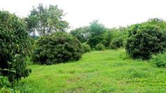 ขายที่ดินบ้านทุ่งหลุก ติดน้ำแม่วาง ตำบลท่าวังพร้าว อำเภอสันป่าตอง -202511231201381763874098948.jpg