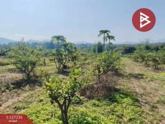 ขายที่ดินพร้อมสิ่งปลูกสร้างและสวนผลไม้ เนื้อที่ 9 ไร่ 2 งาน 77 ตร.วา พร้าว เชียงใหม่-202511231207061763874426389.jpg