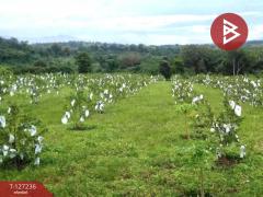 ขายที่ดินพร้อมสิ่งปลูกสร้างและสวนผลไม้ เนื้อที่ 9 ไร่ 2 งาน 77 ตร.วา พร้าว เชียงใหม่-202511231207061763874426954.jpg