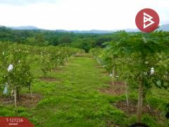 ขายที่ดินพร้อมสิ่งปลูกสร้างและสวนผลไม้ เนื้อที่ 9 ไร่ 2 งาน 77 ตร.วา พร้าว เชียงใหม่-202511231207111763874431379.jpg