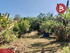 ขายที่ดินพร้อมสิ่งปลูกสร้างและสวนผลไม้ เนื้อที่ 9 ไร่ 2 งาน 77 ตร.วา พร้าว เชียงใหม่-202511231207111763874431969.jpg