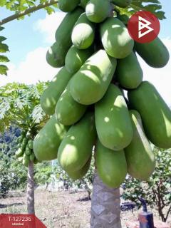 ขายที่ดินพร้อมสิ่งปลูกสร้างและสวนผลไม้ เนื้อที่ 9 ไร่ 2 งาน 77 ตร.วา พร้าว เชียงใหม่-202511231207121763874432532.jpg