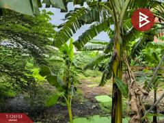 ขายที่ดินแปลงสวย เนื้อที่ 2 ไร่ 2 งาน 73.9 ตารางวา ใจกลางเมืองนนทบุรี ทำเลทอง-202511231451371763884297520.jpg