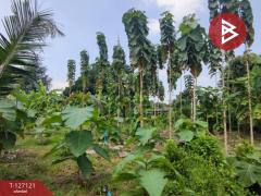 ขายที่ดิน เนื้อที่ 3 งาน 26 ตารางวา พร้อมต้นสัก บ้านยาง นครปฐม-202511231602411763888561417.jpg