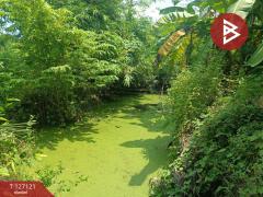 ขายที่ดิน เนื้อที่ 3 งาน 26 ตารางวา พร้อมต้นสัก บ้านยาง นครปฐม-202511231602411763888561961.jpg