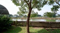 ขายบ้านสวย วิวภูเขาและวิวทุ่งนา พร้อมที่ดิน 20-1-17.5 ไร่ เป็นบ่อปลาขนาดใหญ่ จ.พะเยา-202511240740291763944829420.jpg