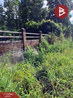 ขายที่ดิน เนื้อที่ 3 ไร่ 3 งาน 65 ตร.วา ขุนตาล เชียงราย-202511240916201763950580861.jpg