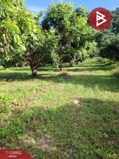 ขายที่ดิน เนื้อที่ 3 ไร่ 3 งาน 65 ตร.วา ขุนตาล เชียงราย-202511240916221763950582493.jpg