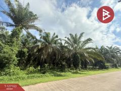 ขายที่ดินสวนปาล์ม เนื้อที่ 3 ไร่ 1 งาน 28.7 ตารางวา ท่าแซะ ชุมพร-202511241049151763956155732.jpg