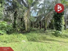 ขายที่ดินสวนปาล์ม เนื้อที่ 3 ไร่ 1 งาน 28.7 ตารางวา ท่าแซะ ชุมพร-202511241049161763956156284.jpg