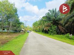 ขายที่ดินสวนปาล์ม เนื้อที่ 3 ไร่ 1 งาน 28.7 ตารางวา ท่าแซะ ชุมพร-202511241049161763956156838.jpg