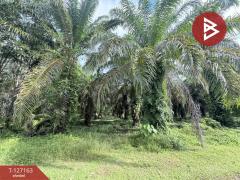 ขายที่ดินสวนปาล์ม เนื้อที่ 3 ไร่ 1 งาน 28.7 ตารางวา ท่าแซะ ชุมพร-202511241049171763956157386.jpg