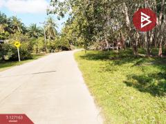 ขายที่ดินสวนปาล์ม เนื้อที่ 3 ไร่ 1 งาน 28.7 ตารางวา ท่าแซะ ชุมพร-202511241049191763956159060.jpg