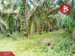 ขายที่ดินสวนปาล์ม เนื้อที่ 3 ไร่ 1 งาน 28.7 ตารางวา ท่าแซะ ชุมพร-202511241049191763956159756.jpg