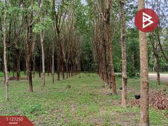  ขายที่ดิน เนื้อที่ 5 ไร่ 2 งาน 12 ตร.วา ม่วงสามสิบ อุบลราชธานี