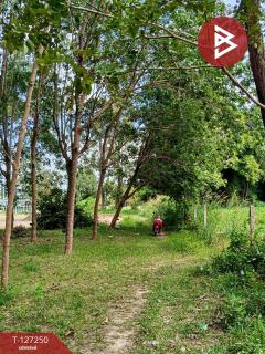  ขายที่ดิน เนื้อที่ 5 ไร่ 2 งาน 12 ตร.วา ม่วงสามสิบ อุบลราชธานี-202511241119541763957994244.jpg