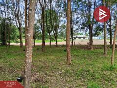  ขายที่ดิน เนื้อที่ 5 ไร่ 2 งาน 12 ตร.วา ม่วงสามสิบ อุบลราชธานี-202511241119541763957994820.jpg