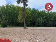  ขายที่ดิน เนื้อที่ 5 ไร่ 2 งาน 12 ตร.วา ม่วงสามสิบ อุบลราชธานี-202511241119551763957995401.jpg