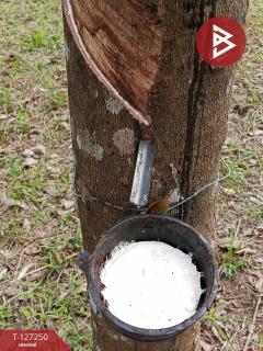  ขายที่ดิน เนื้อที่ 5 ไร่ 2 งาน 12 ตร.วา ม่วงสามสิบ อุบลราชธานี-202511241119561763957996503.jpg