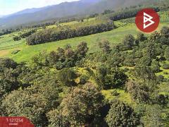 ขายที่ดิน เนื้อที่ 13 ไร่ 2 งาน 91.8 ตร.วา แม่แตง เชียงใหม่-202511241235171763962517848.jpg