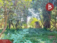 ขายที่ดิน เนื้อที่ 13 ไร่ 2 งาน 91.8 ตร.วา แม่แตง เชียงใหม่-202511241235181763962518766.jpg