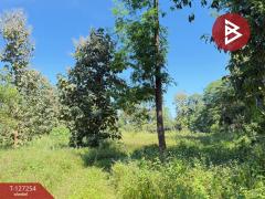 ขายที่ดิน เนื้อที่ 13 ไร่ 2 งาน 91.8 ตร.วา แม่แตง เชียงใหม่-202511241235191763962519323.jpg